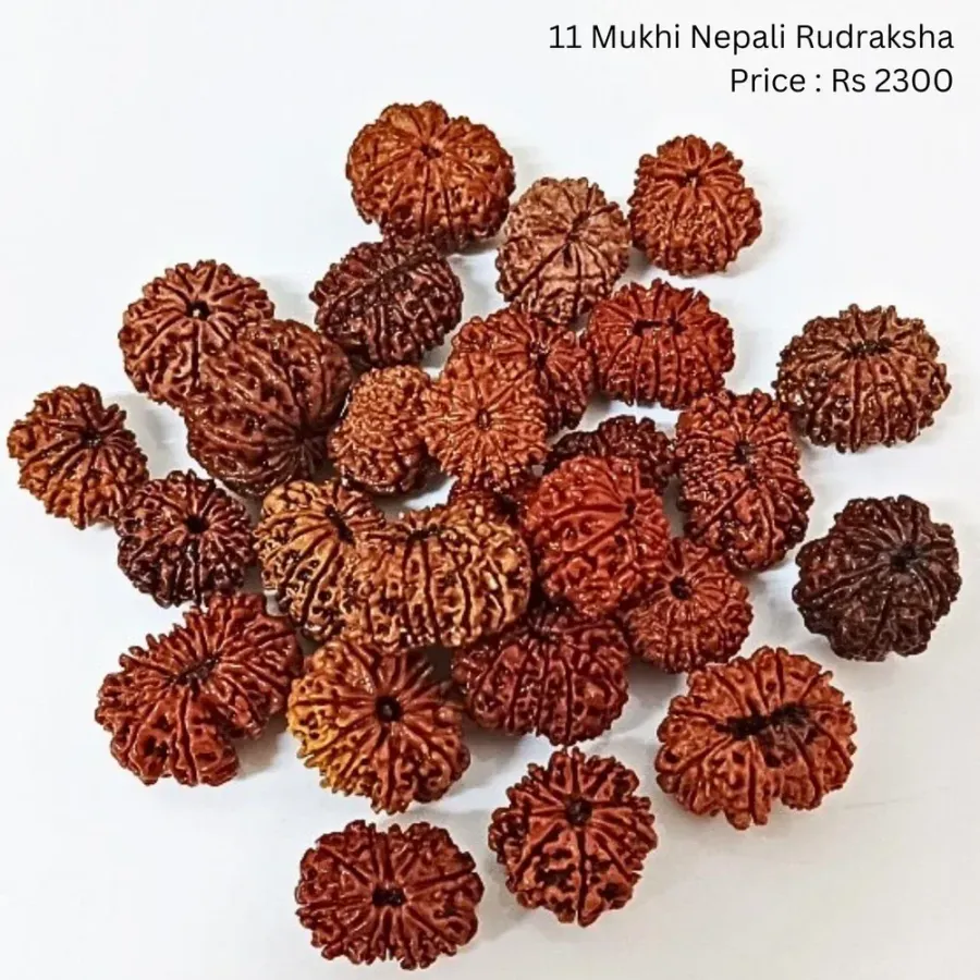 11 Mukhi Rudraksha Lab Tested & Certified
