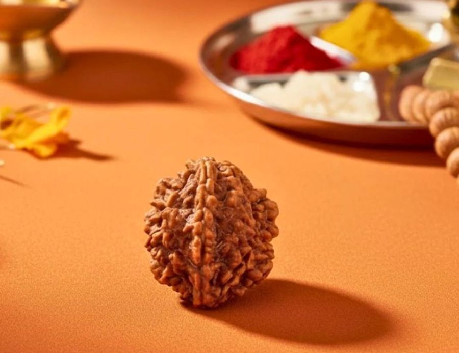2 Mukhi Lab Tested & Certified Rudraksha