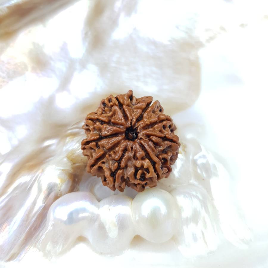 9 Mukhi Rudraksha Lab Tested & Certified