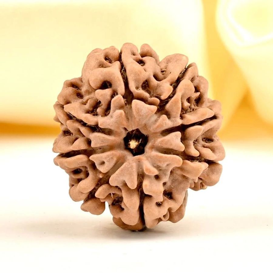 8 Mukhi Rudraksha Lab Tested & Certified