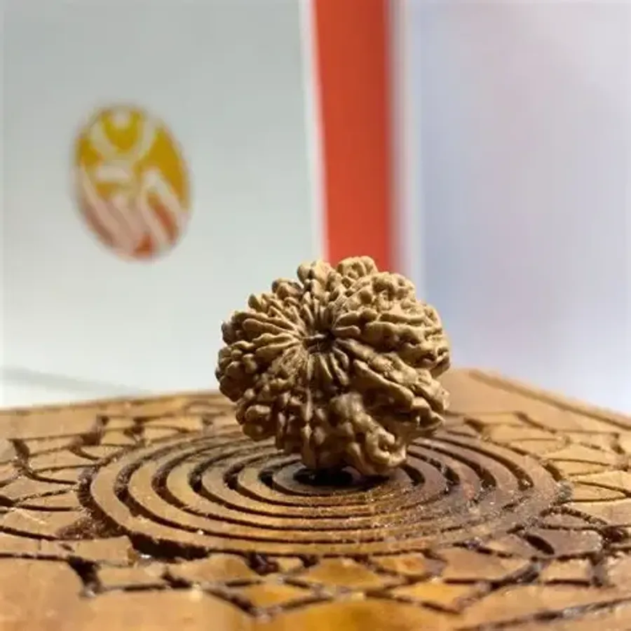 13 Mukhi Rudraksha Lab Tested & Certified