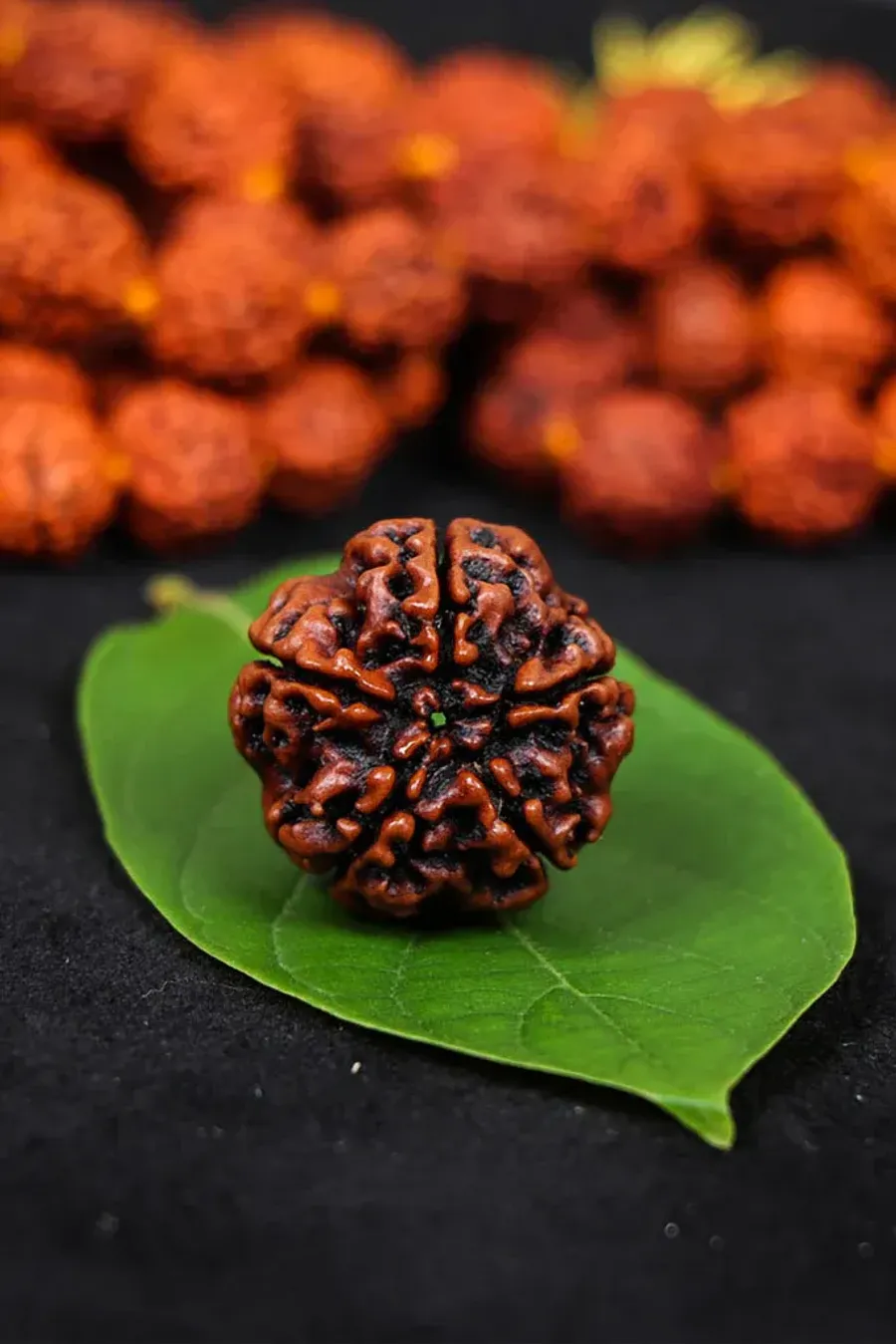 5 Mukhi Rudraksha Lab Tested & Certified