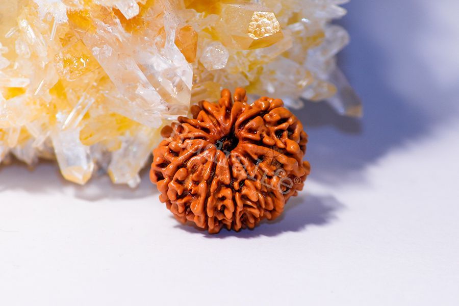 10 Mukhi Rudraksha Lab Tested & Certified