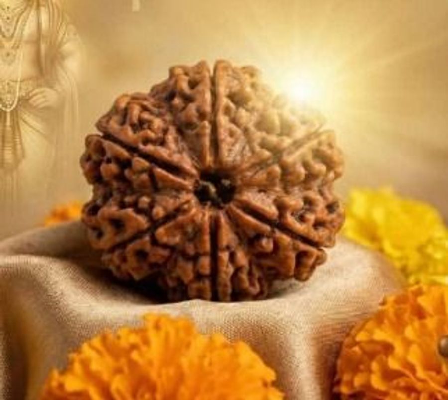 6 Mukhi Rudraksha Lab Tested & Certified