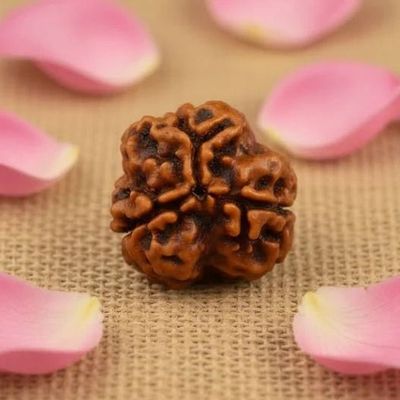 Rudraksha