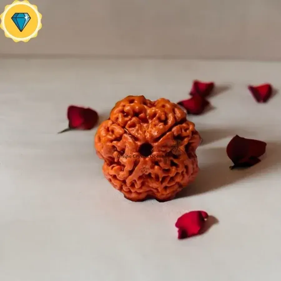 4 Mukhi Rudraksha Lab Tested & Certified